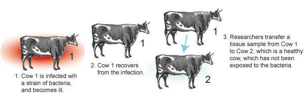 7. Scientists observe that the immune system of Cow 2 mounts an attack on the tissue it receives from Cow 1. Which is the most likely explanation? A.