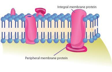 12. A student posed questions about the various types of proteins embedded in the cell membrane.