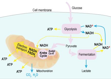 18. The diagram summarizes cellular respiration in humans. In the diagram, two arrows lead from pyruvate.