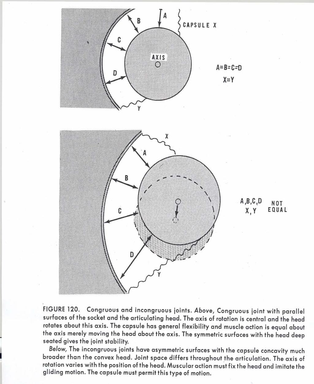 This may be derangement? Old diagram from Dr. Cailliet s book Humeral head centering?