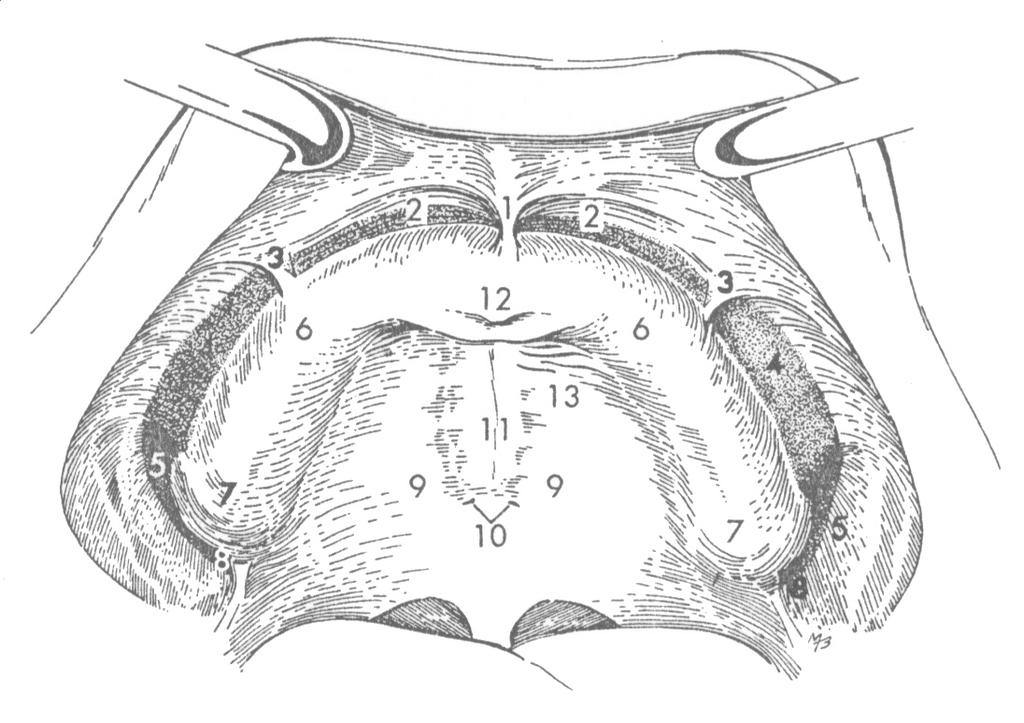 6 5 7 8 3 6 1 2 2 12 11 13 9 9 10 6 3 7 4 8 Figure 6: Intra-oral drawing of the maxillary arch.