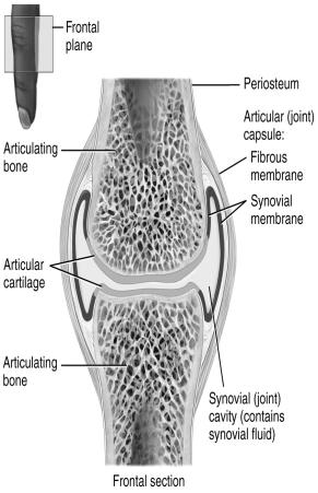 flat disc of fibrocartilage connects the bones Occur in the midline of the body Slightly movable joint 9.