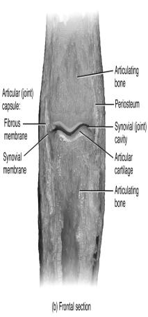 Ligaments hold bones together to form a synovial cavity and a freely moveable joint A two layered capsule encloses the synovial cavity: An outer fibrous capsule