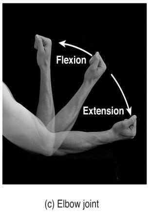 Rotation Rotation involves a bone revolving around its own longitudinal