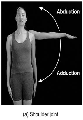 the hip Special Movements Elevation is an upward movement of a body