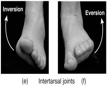 foot at the ankle in a downward direction Protraction and retraction of