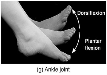 at the ankle Supination is movement of the forearm so that the palm is