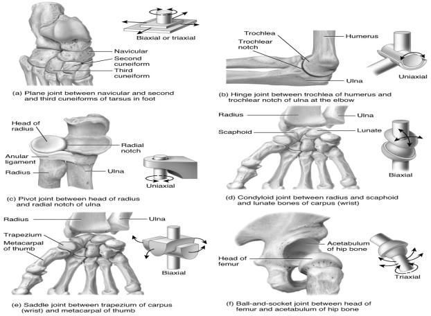 9.6 Types of Synovial Joints Describe the six subtypes of synovial joints There are 6 types of