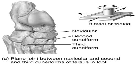 all (or any) accessory structures like ligaments and bursae some of them are quite simple Plane