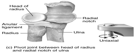 Joints In a pivot joint, the rounded surface of one bone articulates with a ring structure formed by