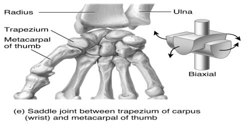 surface of one bone is saddle-shaped.