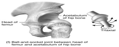 around all 3 axes Ball-and-Socket Joints In a ball-and-socket joint, the ball surface of one bone