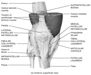 9.E Knee Joint The knee joint is a modified hinge joint