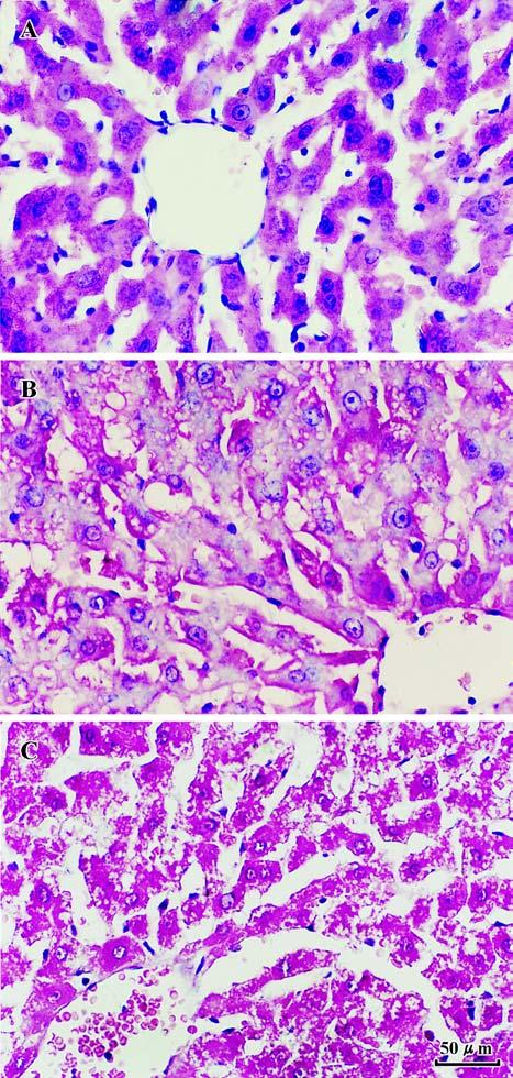 Correlation of salt activity with plasma hydrazine concentration in rats treated with isoniazid (P<0.05, n=12). Fig 2. Histopathological examinations of the liver in rats treated for 21 d.