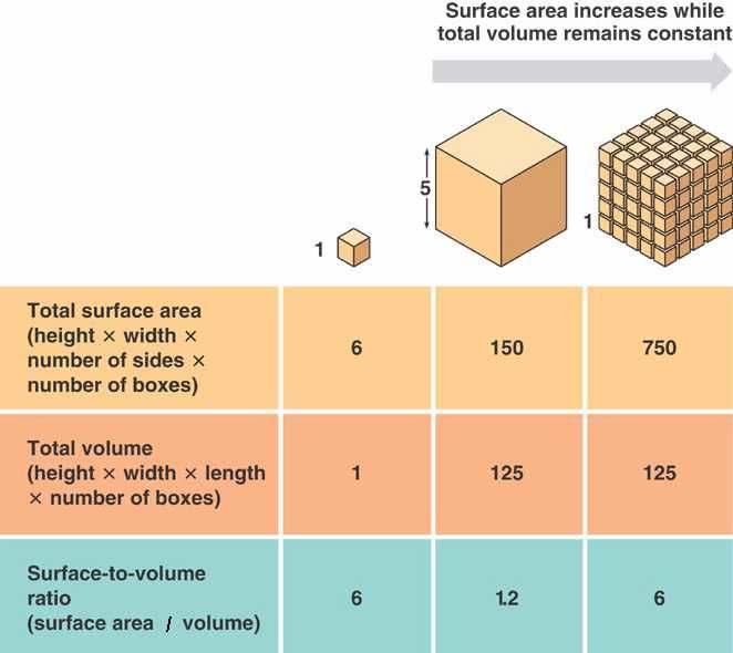 THE SURFACE AREA TO VOLUME RATIO The larger the number,