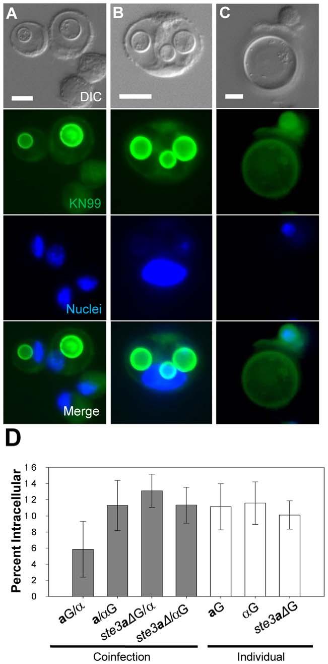 Analysis of the in vivo samples suggested that both the small cells and titan cells could be undergoing active cell growth and replication, making characterization of titan cell ploidy difficult in