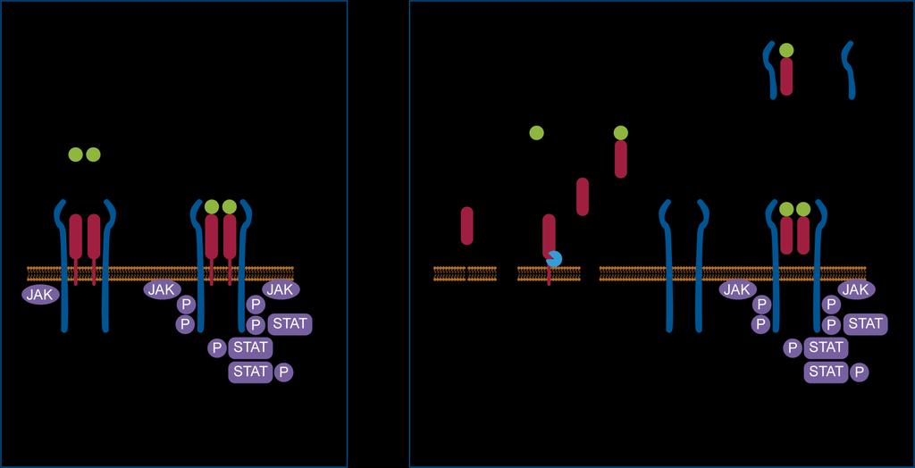 Signaling Pathways for IL-6/IL-6R 1