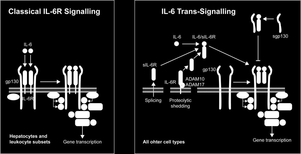 Trans-Signaling All other cell types 1.