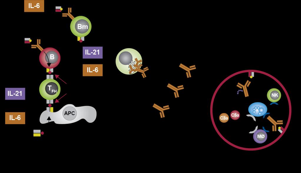 De Novo DSA Generation 1 APCs present alloantigens to T FH cells