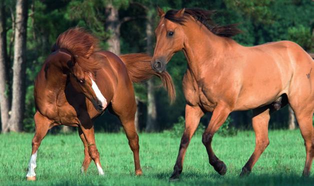 Chapter 3 Enzymes Vital mistake We may not be able to see them, but enzymes are absolutely crucial to the lives of ourselves and all other living organisms. The Quarter Horse (Figure 3.