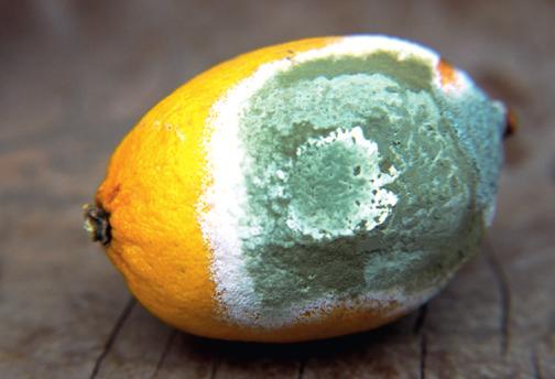 Figure 3.9 Penicillium or mould growing on a lemon. In a fermenter, the microorganism grows in a liquid called the medium.