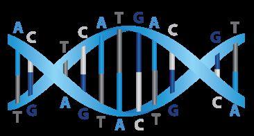 ! DNA contains genetic information from mother and father and determines physical appearance and function of body systems!
