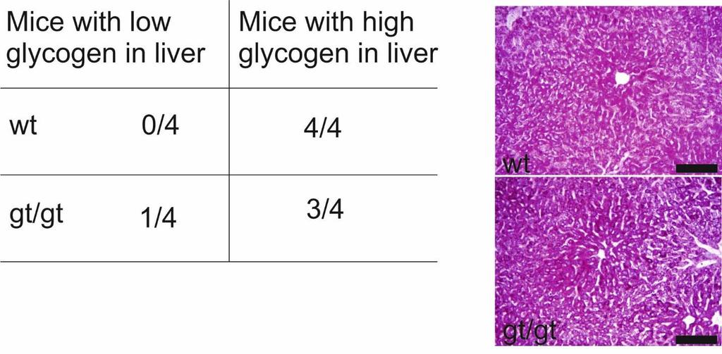 Suppl. fig. 3 Liver glycogen content 48h post I/R using. Scoring of glycogen content is shown, p = 1.