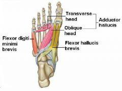 Foot/Ankle Anatomy Achilles' tendon Connects calves