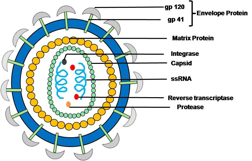 Figure 11.2 Schematic representation of a retrovirus: The use of each coreceptor corresponds to viruses with different biological properties and pathogenicity.