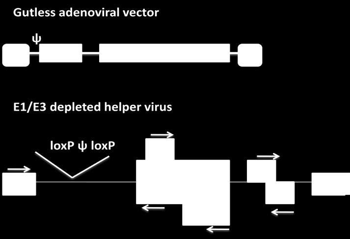 vector from the host cell. The major breakthrough in the field of gene therapy can be achieved by making an adenovirus vector that is devoid of any host immune response. Figure 13.