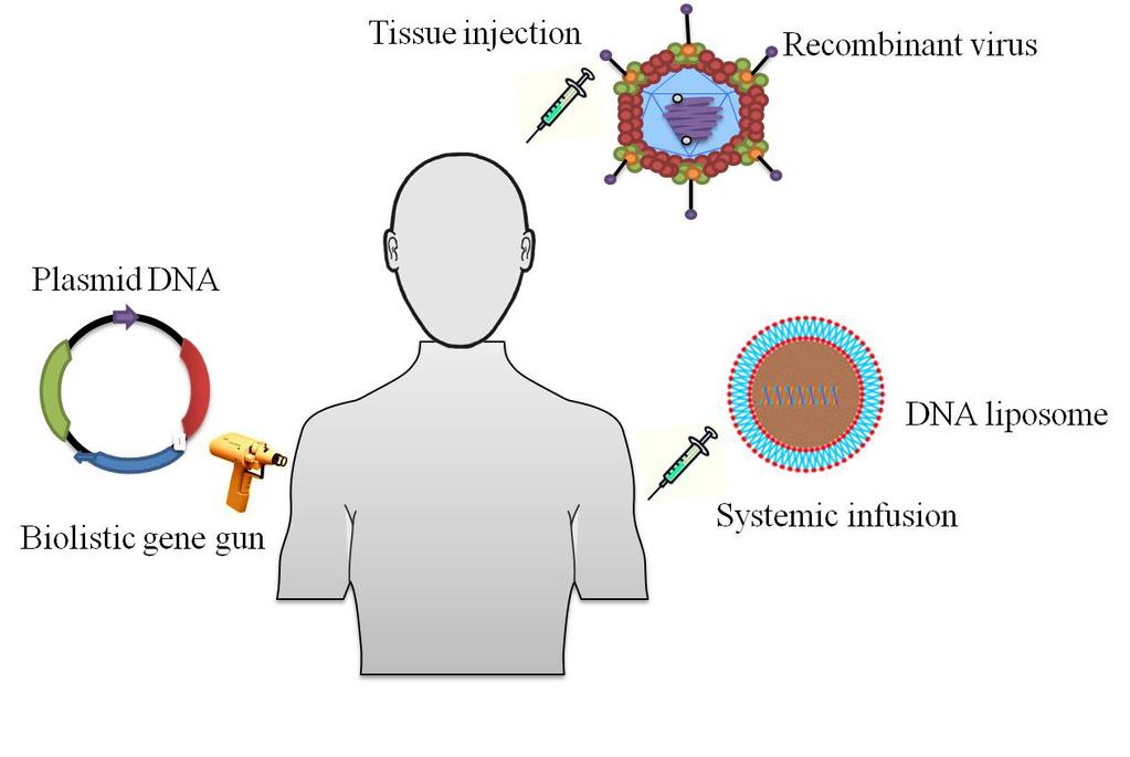 Figure 7.2 In vivo gene therapy approaches: In vivo gene therapy can be used as direct injection or by the use of biolistic gene guns.