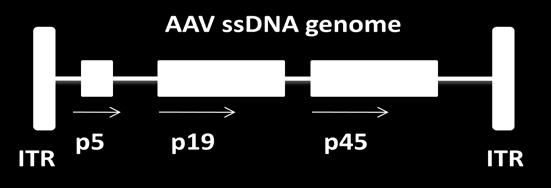 In addition, fibroblast growth factor receptor-1 and integrin αvβ5 are also reported as a co-receptor for the AAV infection in the host cells. Sialic acid is used as receptor by AAV-4 and AAV-5.