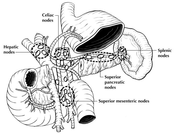 nodes has been suggested for pancreatic adenocarcinoma specimens. Figure 3. Regional lymph nodes of the pancreas (anterior view). From Amin et al.