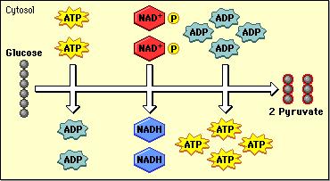 Step 1: Glycolysis O Glycolysis: glucose (C 6 H 12 O 6 ) becomes 2 pyruvates (C 3 H 4 O 3 ) and 4 H + atoms O ATP transfers energy on a phosphate to split glucose in half.