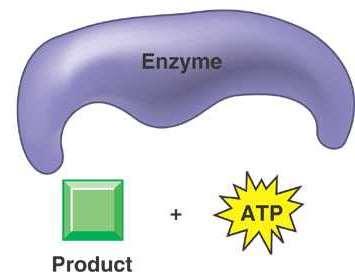 O Production of ATP using an enzyme reaction to transfer a phosphate to ADP is called Substrate Level Phosphorylation.