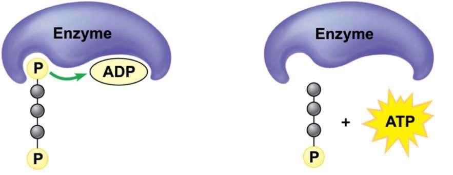 Substrate Level Phosphorylation Source: www.studyblue.