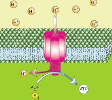 Step 4: Oxidative Phosphorylation O Oxidative Phosphorylation: H + is used to turn ATP Synthase, powering ATP production O The H + atoms are crammed into the intermembrane space they want to get out!