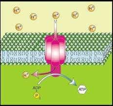 In a nutshell O Cellular Respiration is a series of chemical reactions in which hydrogen atoms on a glucose molecule are removed so that they can be used to turn ATP Synthase proteins and power the