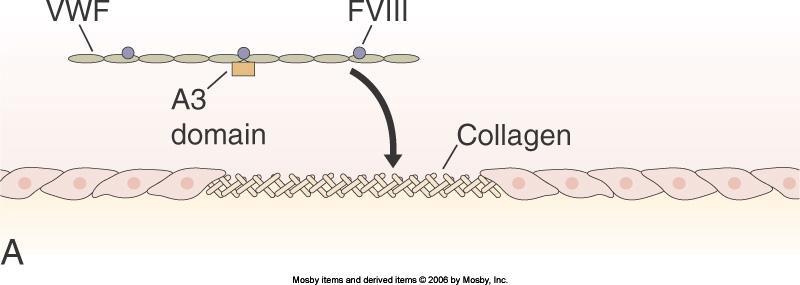 VWF binds via A3 domain to collagen inducing a
