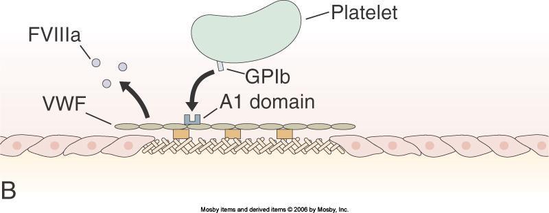 to VWF A1 domain This slows the platelet travel