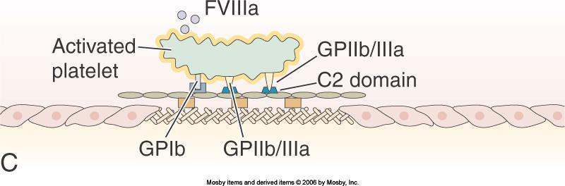 platelets leads to the binding of GPIIb/IIIa to