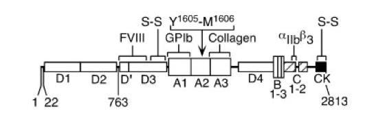Von Willebrand Factor cleavage Chromosome 12, 178kb, 52 exons ADAMTS13 cleavage site Platelet GPIb binding