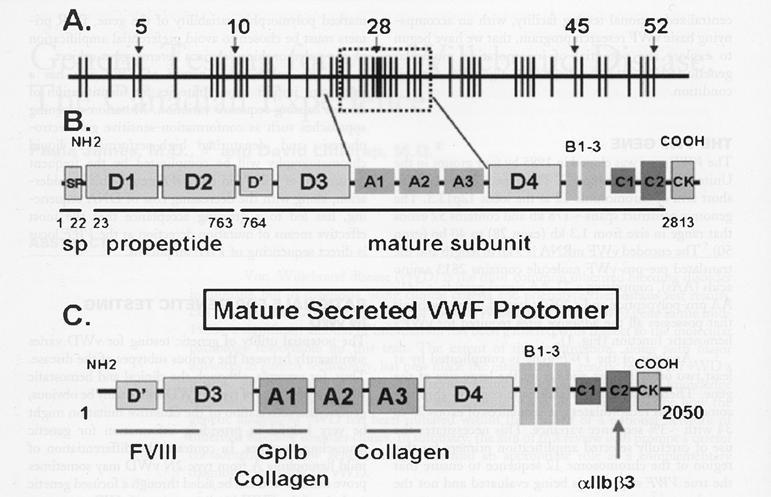 VWF gene and protein structure / function relationships VWF gene (chromosome 12) Region duplicated in partial