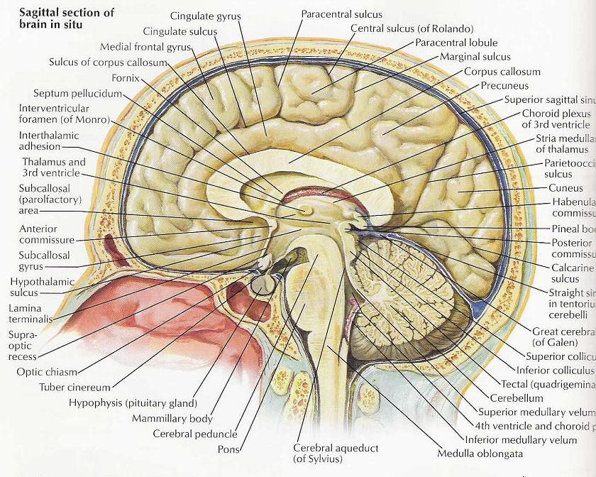 Anatomy of Sella - Sagittal Some important anatomical structures include: Optic Chiasm Hypothalamus