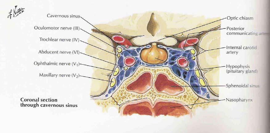 Anatomy of Sella - Coronal Other important structures include: Internal carotids