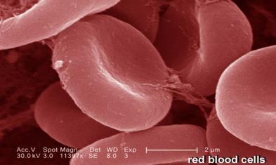 Erythrocytes Circulating erythrocytes are derived from erythropoietic cells (the precursors of