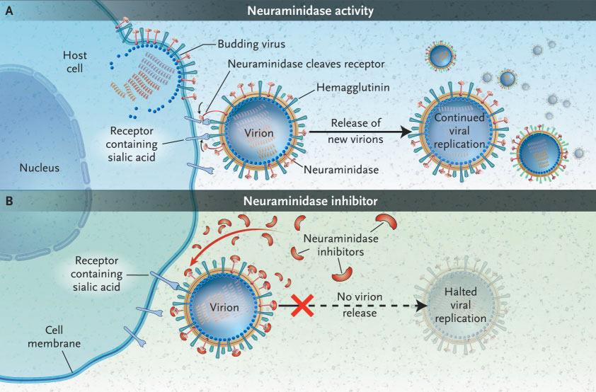Figure 1. Mechanism of Action of Neuraminidase Inhibitors. Panel A shows the action of neuraminidase in the continued replication of virions in infection.