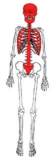 SKELETAL SYSTEM FUNCTIONS 1. Support Bones form the internal framework that supports and anchors all soft organs. 2. Protection Bones protect soft body organs. 3.