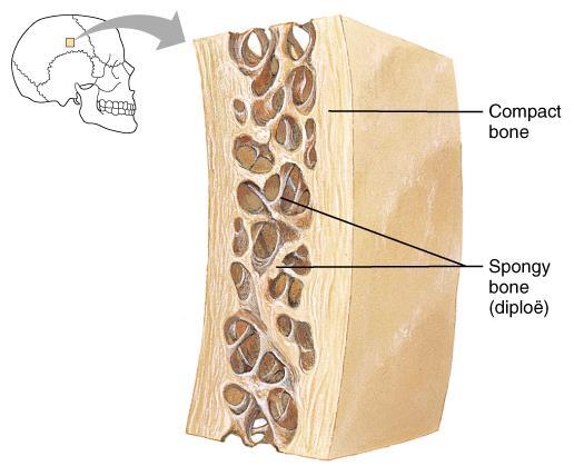 Types of Osseous Tissue: Compact Bone dense outer layer Spongy Bone (cancellous or trabecular) honeycomb of flat pieces called trabeculae; open spaces between trabeculae are filled with red or yellow