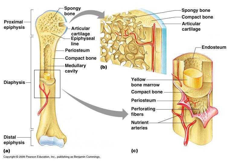 Membrane is secured to underlying bone by perforating (Sharpey) fibers, collagen fibers that extend into fibrous layer. Membrane provides anchoring points for tendons and ligaments.
